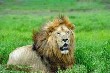 Extraordinary Picture of Elephants Wins Nature Photography