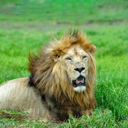 Extraordinary Picture of Elephants Wins Nature Photography