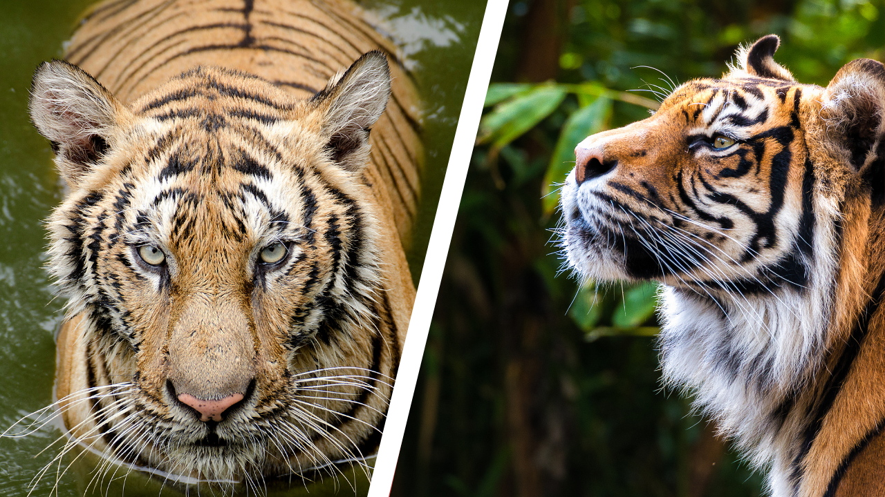 Bengal Tiger – Tiger Facts and Information