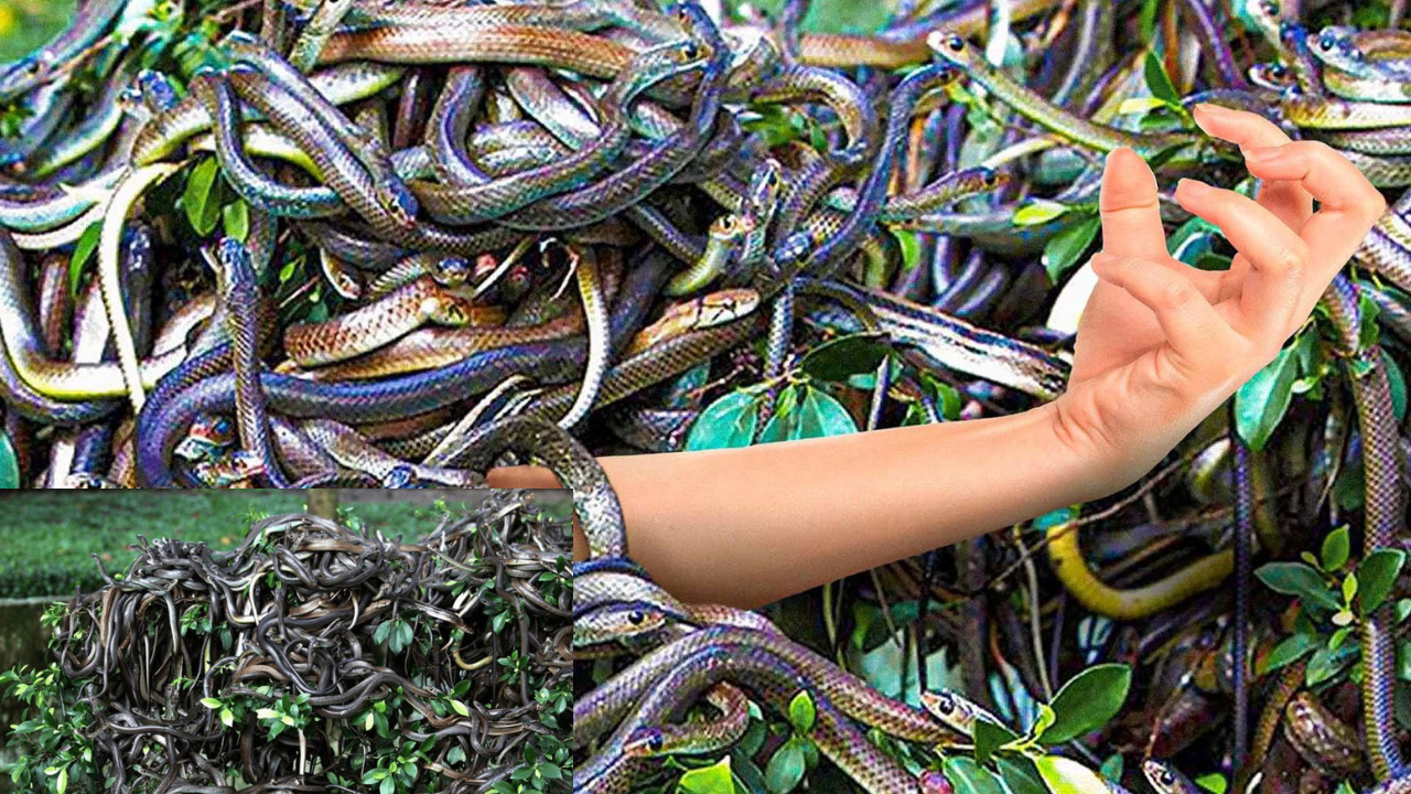 Snake Island: The Real Story of the Most Snake-Infested Island on Earth