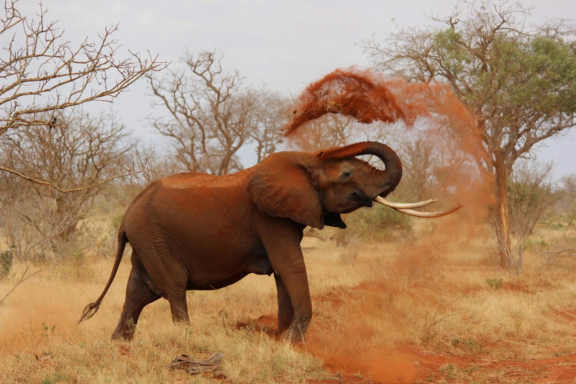 An African elephant playfully throws dust in a vibrant savanna landscape.