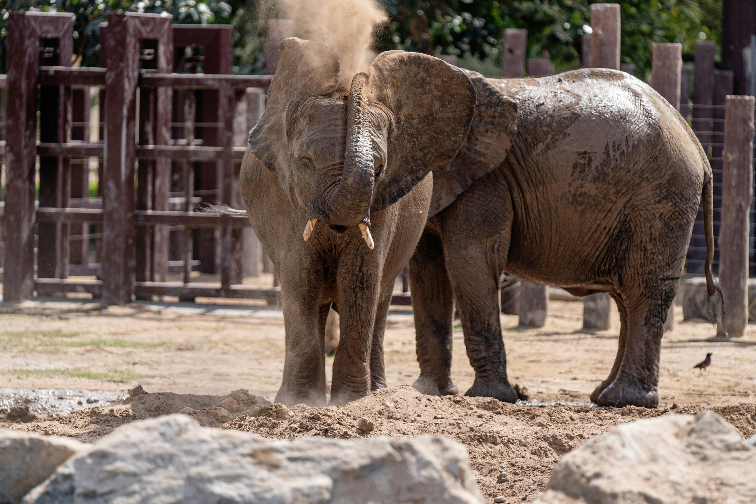 Two African elephants dust bathing in their enclosure at a Dubai zoo, enjoying a sunny day.