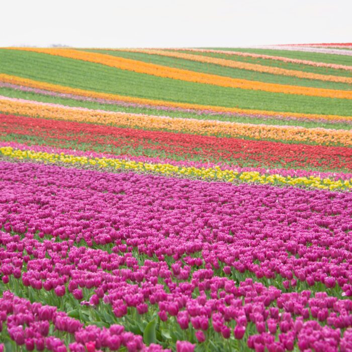 A Local Expert’s Guide to Seeing the Most Beautiful Tulips in the Netherlands 🌷