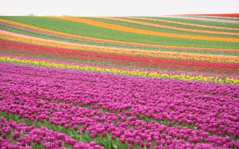 A Local Expert’s Guide to Seeing the Most Beautiful Tulips in the Netherlands 🌷